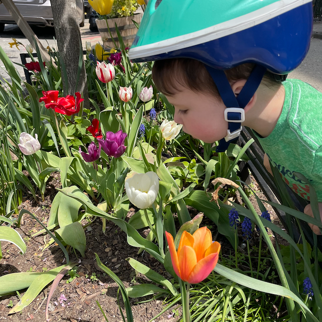 Young boy wearing a bike helmet and leaning down to smell some multicolored tulips in a planter